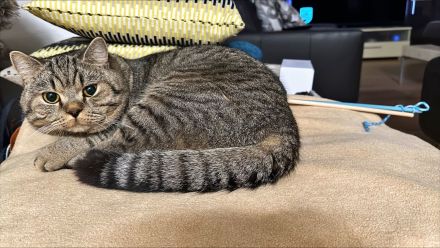 Ein hübscher BKH- Deckkater Timo sucht eine Katzendame