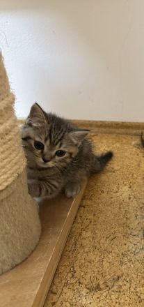 Ein hübscher BKH- Deckkater Timo sucht eine Katzendame