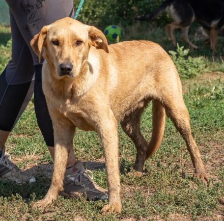 Manuel, großer Bursche, aber unheimlich lieb