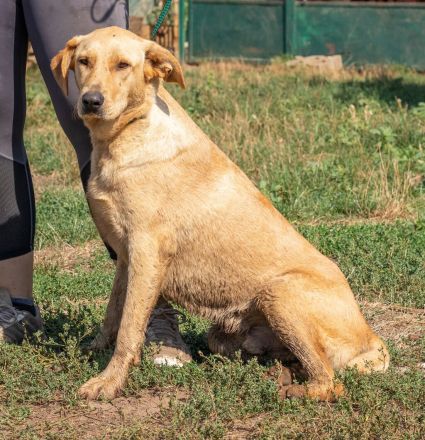 Manuel, großer Bursche, aber unheimlich lieb
