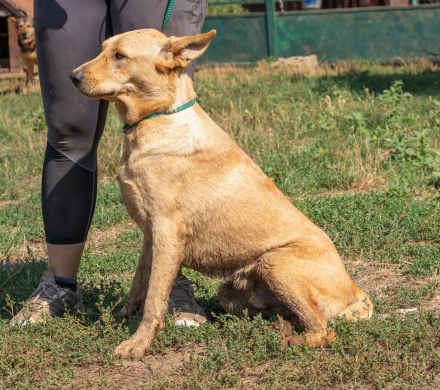 Manuel, großer Bursche, aber unheimlich lieb