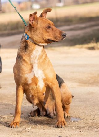 Zsoka, sucht eine starke Familie