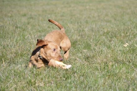 Rauhaardackel Welpen