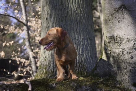 Rauhaardackel Welpen