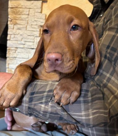 Reinrassige ungarische Vizsla-Welpen