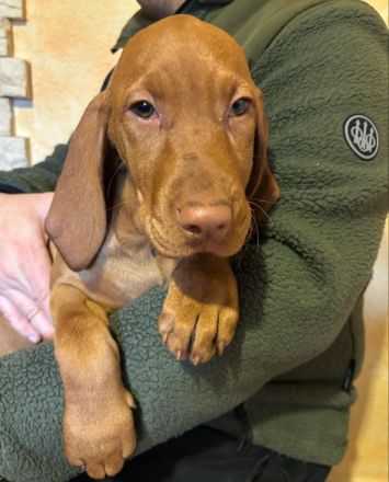 Reinrassige ungarische Vizsla-Welpen