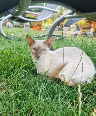 nur noch 1 Hübscher Balinesen Katerchen sucht ein neues Zuhause