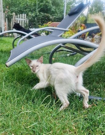 nur noch 1 Hübscher Balinesen Katerchen sucht ein neues Zuhause