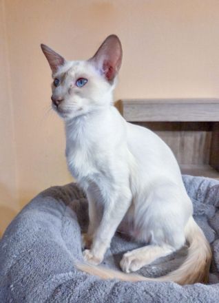 nur noch 1 Hübscher Balinesen Katerchen sucht ein neues Zuhause