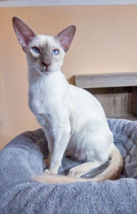 nur noch 1 Hübscher Balinesen Katerchen sucht ein neues Zuhause