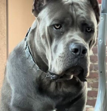 Reinrassige Cane Corso Welpen erwarten ihr neues Zuhause 🐶