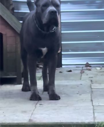 Reinrassige Cane Corso Welpen erwarten ihr neues Zuhause 🐶