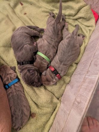 Reinrassige Cane Corso Welpen erwarten ihr neues Zuhause 🐶