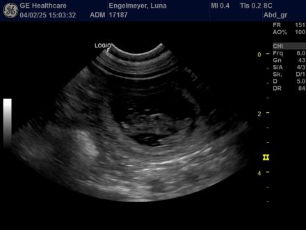 Reinrassige Cane Corso Welpen erwarten ihr neues Zuhause 🐶