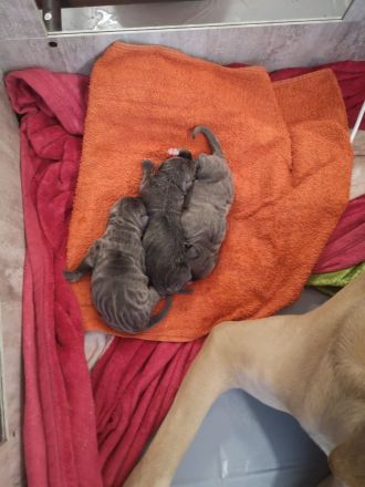 Reinrassige Cane Corso Welpen erwarten ihr neues Zuhause 🐶