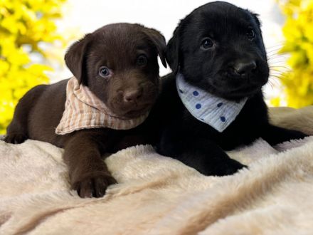 Elegante Labrador x Australian Shepherd Aussiedor Welpen Rüden aus familiärer Aufzucht