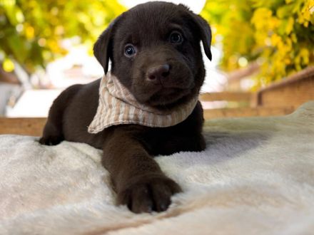 Elegante Labrador x Australian Shepherd Aussiedor Welpen Rüden aus familiärer Aufzucht