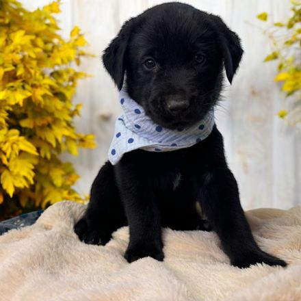 Elegante Labrador x Australian Shepherd Aussiedor Welpen Rüden aus familiärer Aufzucht