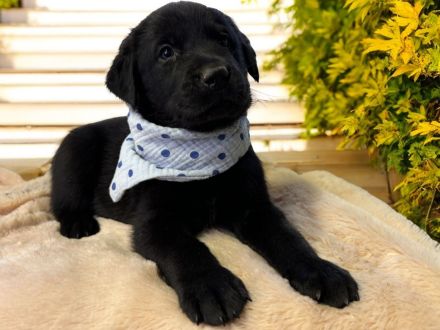 Elegante Labrador x Australian Shepherd Aussiedor Welpen Rüden aus familiärer Aufzucht