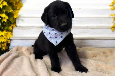 Elegante Labrador x Australian Shepherd Aussiedor Welpen Rüden aus familiärer Aufzucht