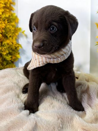 Elegante Labrador x Australian Shepherd Aussiedor Welpen Rüden aus familiärer Aufzucht