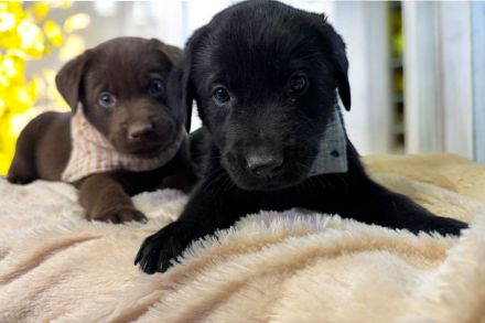 Elegante Labrador x Australian Shepherd Aussiedor Welpen Rüden aus familiärer Aufzucht