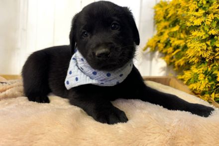 Elegante Labrador x Australian Shepherd Aussiedor Welpen Rüden aus familiärer Aufzucht
