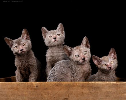 Lykoi Kater mit Papieren!