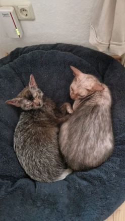 Lykoi Kater mit Papieren!