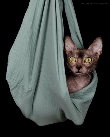 Lykoi Kater mit Papieren!