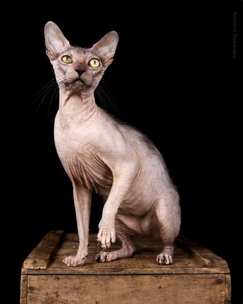 Lykoi Kater mit Papieren!