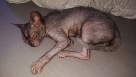 Lykoi Kater mit Papieren!