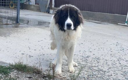 Hajo: sanfter Riese mit bewegender Vergangenheit