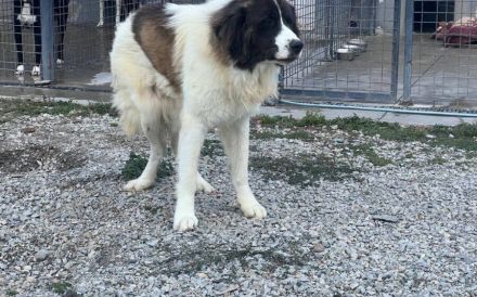 Hajo: sanfter Riese mit bewegender Vergangenheit