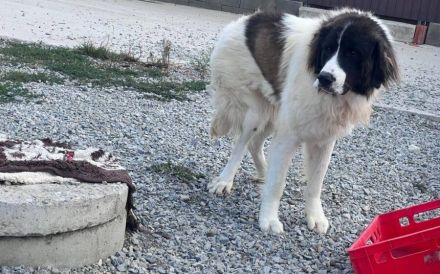 Hajo: sanfter Riese mit bewegender Vergangenheit