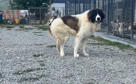 Hajo: sanfter Riese mit bewegender Vergangenheit