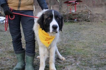 Hajo: sanfter Riese mit bewegender Vergangenheit