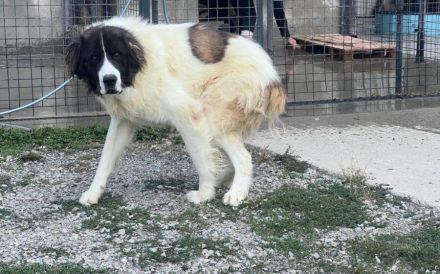 Hajo: sanfter Riese mit bewegender Vergangenheit