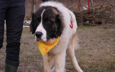 Hajo: sanfter Riese mit bewegender Vergangenheit