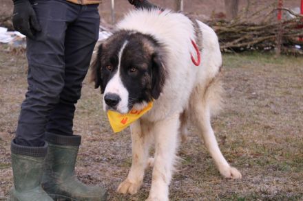 Hajo: sanfter Riese mit bewegender Vergangenheit