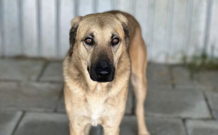 Ruhiges Zuhause für sensiblen Ludwig