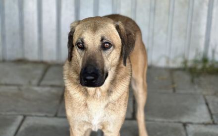 Ruhiges Zuhause für sensiblen Ludwig