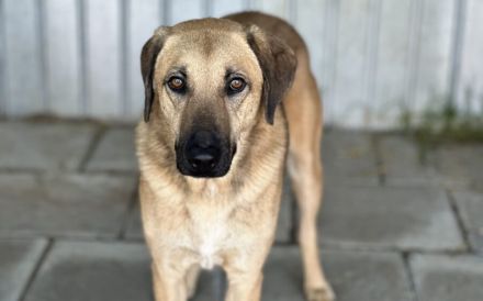 Ruhiges Zuhause für sensiblen Ludwig