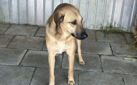 Ruhiges Zuhause für sensiblen Ludwig