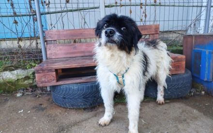 Otto sucht ein Zuhause!