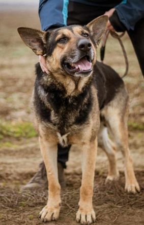 Szorin, Schäferhundmischling - ein sehr treuer Freund