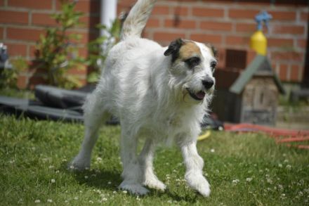 Motte, ein ruhiger Engel auf 4 Pfoten.