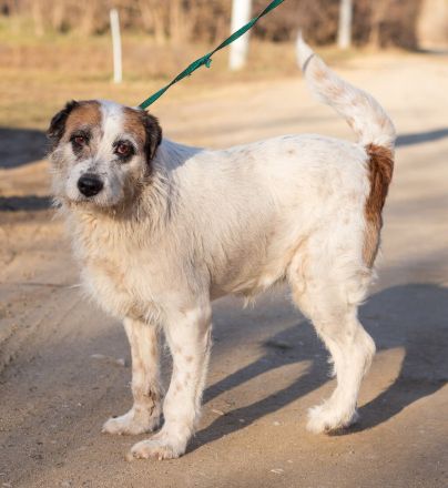 Motte, ein ruhiger Engel auf 4 Pfoten.