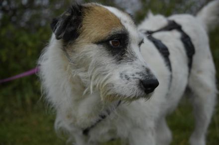 Motte, ein ruhiger Engel auf 4 Pfoten.