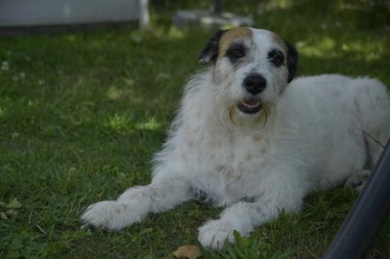 Motte, ein ruhiger Engel auf 4 Pfoten.